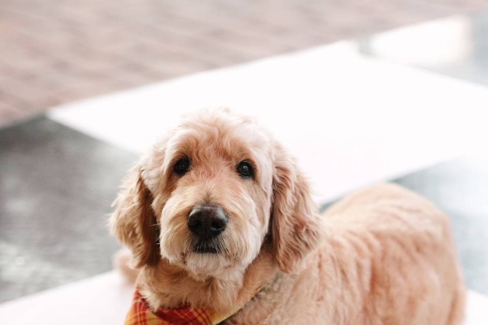 The Ring Bearer!