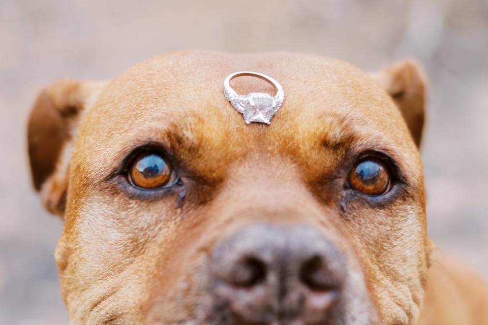 Ringbearer Dog Wedding Band
