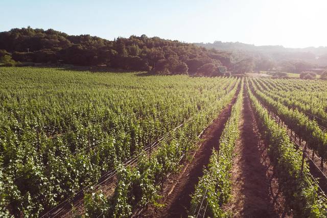 aesthete wines & farm