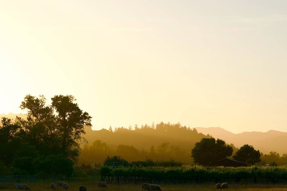 aesthete wines & farm