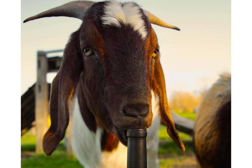 aesthete wines & farm