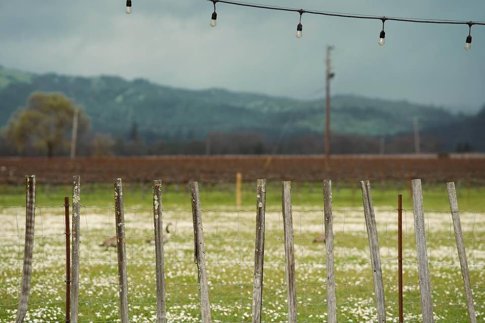 aesthete wines & farm
