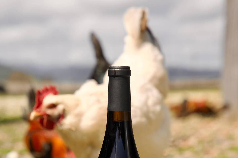 aesthete wines & farm