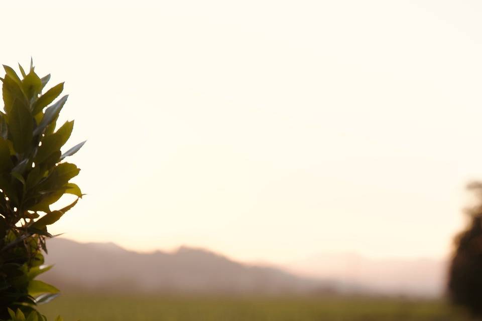 aesthete wines & farm