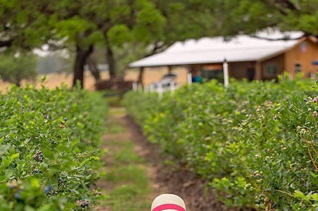 The Blues Farm