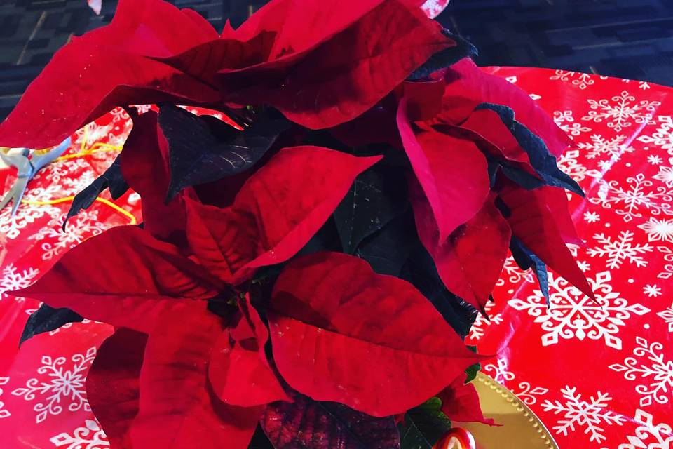 Christmas