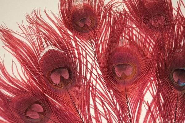 Peacock feathers Red  Bleached & dyed  Available in 10-15