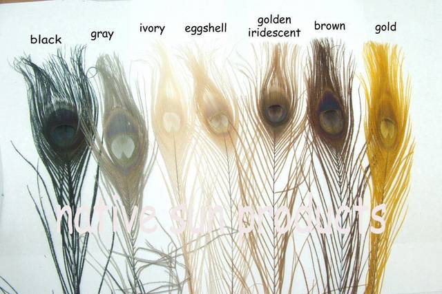 7 of our available peacock feather colors L-R are Black, Gray, Ivory, Eggshell, Golden Iridescent, Brown, Gold.  Available in 10-15