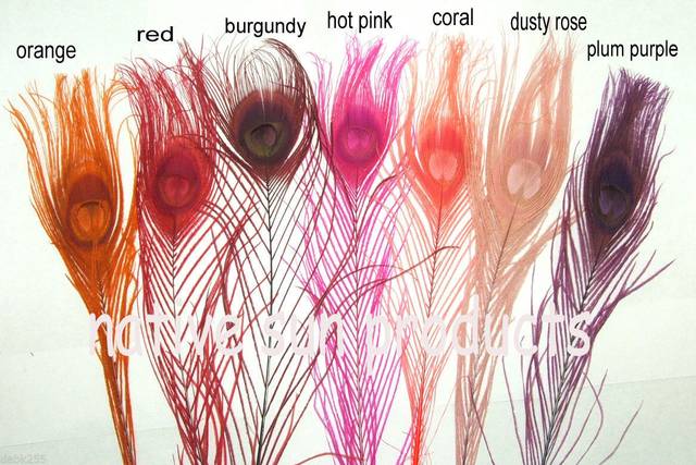 7 of our beautiful peacock feather colors L-R are Orange, Red, Burgundy, Hot Pink, Coral, Dusty Rose, Plum purple Available in 10-15