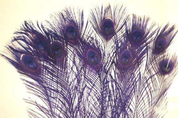 Regal purple peacock feathers with eyes.  These elegant feathers are professionally bleached & dyed and are available in two lengths, 10-15