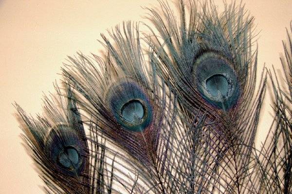 Black peacock feathers with eyes.   Available in 10-15