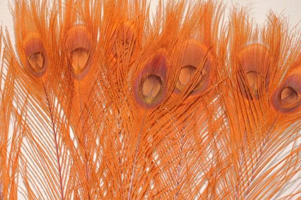Orange peacock eye feathers.  Available in 10-15