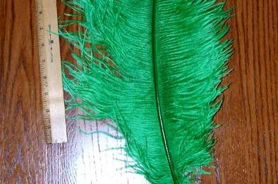 Kelly Green Ostrich feathers. Always elegant, always stunning, ostrich feathers are useful in floral and decorative displays.  We carry ostrich feathers in 28 colors & 5 size options,The largest of these beautiful professionally dyed prime femina tail feathers are available in the following sizes: 25-30