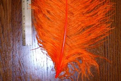 Orange Ostrich feathers. Always elegant, always stunning, ostrich feathers are useful in floral and decorative displays.  We carry ostrich feathers in 28 colors & 5 size options,The largest of these beautiful professionally dyed prime femina tail feathers are available in the following sizes: 25-30