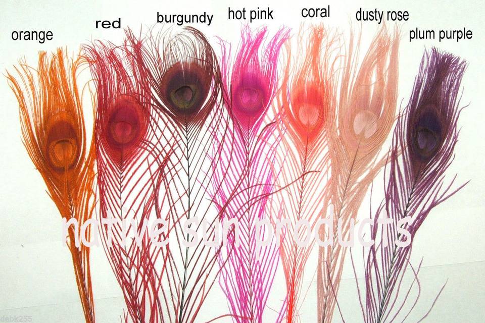 7 of our beautiful peacock feather colors L-R are Orange, Red, Burgundy, Hot Pink, Coral, Dusty Rose, Plum purple Available in 10-15