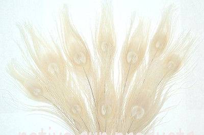 Ivory Peacock feathers Bleached & dyed  Available in 10-15