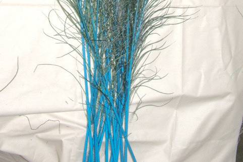 Stem dyed peacock feathers Turquoise blue. Stem dying produces brightly colored stems with subtle hues of color seeping into the feather fronds & eyes, all while retaining the beautiful natural iridescence of the peacock feather. Available in two lengths 10-15