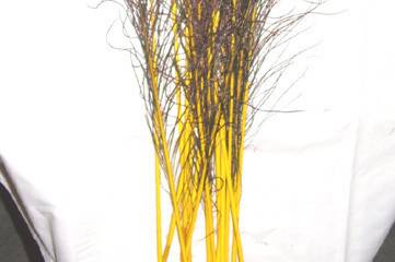 Yellow Stem dyed peacock feathers  Stem dying produces brightly colored stems with subtle hues of color seeping into the feather fronds & eyes, all while retaining the beautiful natural iridescence of the peacock feather. Available in two lengths 10-15