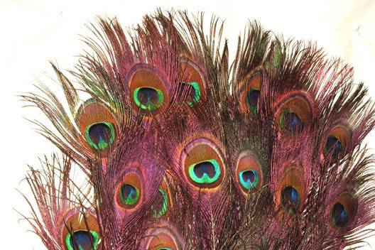 RED Stem dyed peacock feathers Stem dying produces brightly colored stems with subtle hues of color seeping into the feather fronds & eyes, all while retaining the beautiful natural iridescence of the peacock feather. Available in two lengths 10-15