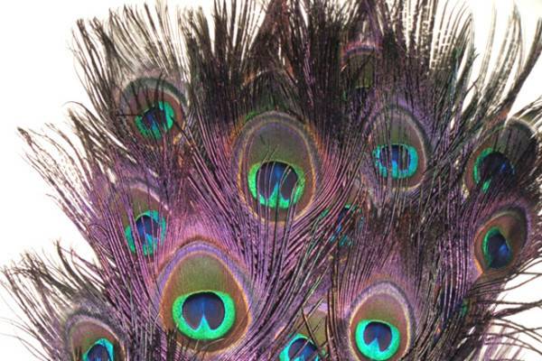 Stem dyed peacock feathers Regal Purple. Stem dying produces brightly colored stems with subtle hues of color seeping into the feather fronds & eyes, all while retaining the beautiful natural iridescence of the peacock feather. Available in two lengths 10-15