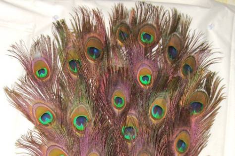 Stem dyed peacock feathers ORANGE. Stem dying produces brightly colored stems with subtle hues of color seeping into the feather fronds & eyes, all while retaining the beautiful natural iridescence of the peacock feather. Available in two lengths 10-15