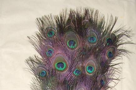 Stem dyed peacock feathers Plum purple. Stem dying produces brightly colored stems with subtle hues of color seeping into the feather fronds & eyes, all while retaining the beautiful natural iridescence of the peacock feather. Available in two lengths 10-15