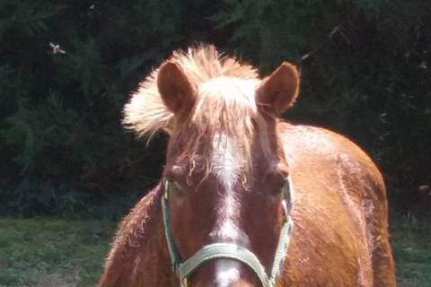 Arrivals In Elegance, LLC introduces Phillip, our child-sized carriage horse!
