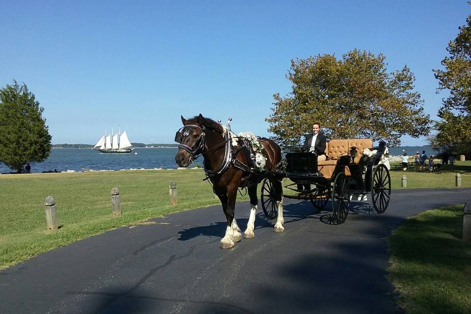 Arrivals In Elegance Horse Drawn Carriage Services, LLC