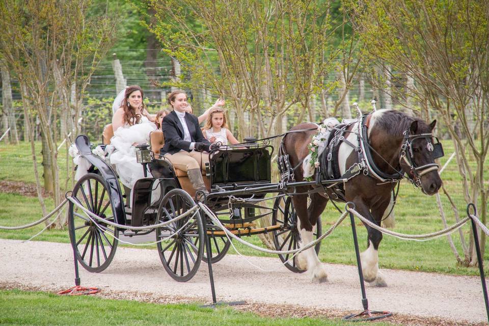 Our Victorian Surrey with Mercedes-benz Camel Tuffted seats and Ragan our National Champion Spotted Draft horse. Photo by Dimples and Cheeks Photography.