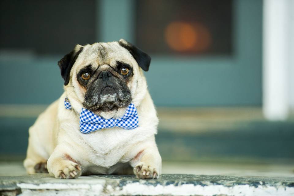 Pug in a bow tie