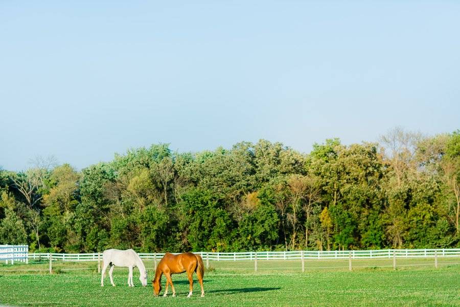 Horses