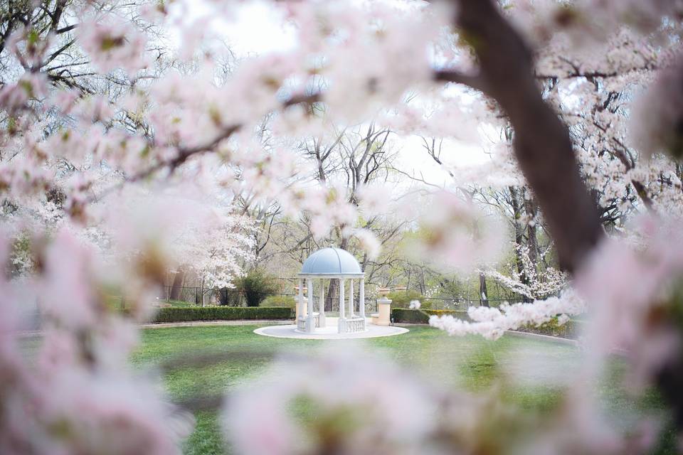 Cherry blossoms