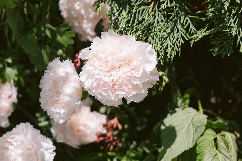 Flowers Details