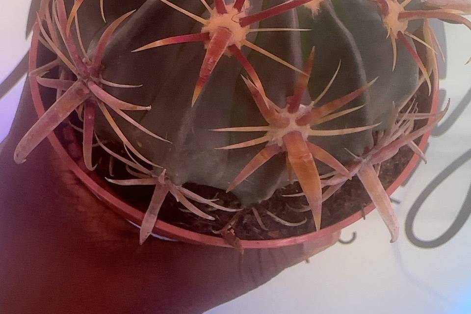 Rockaway Botanica