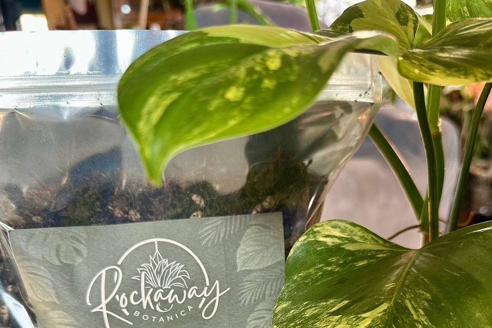 Rockaway Botanica