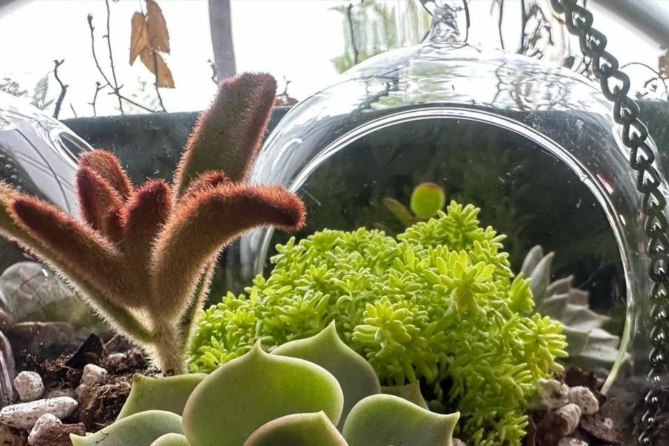 window-globe-terrarium