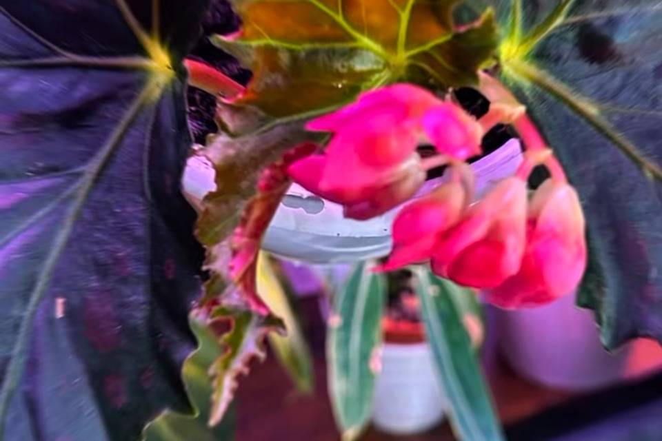 Rockaway Botanica