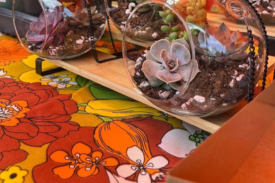 grouped-window-terrariums