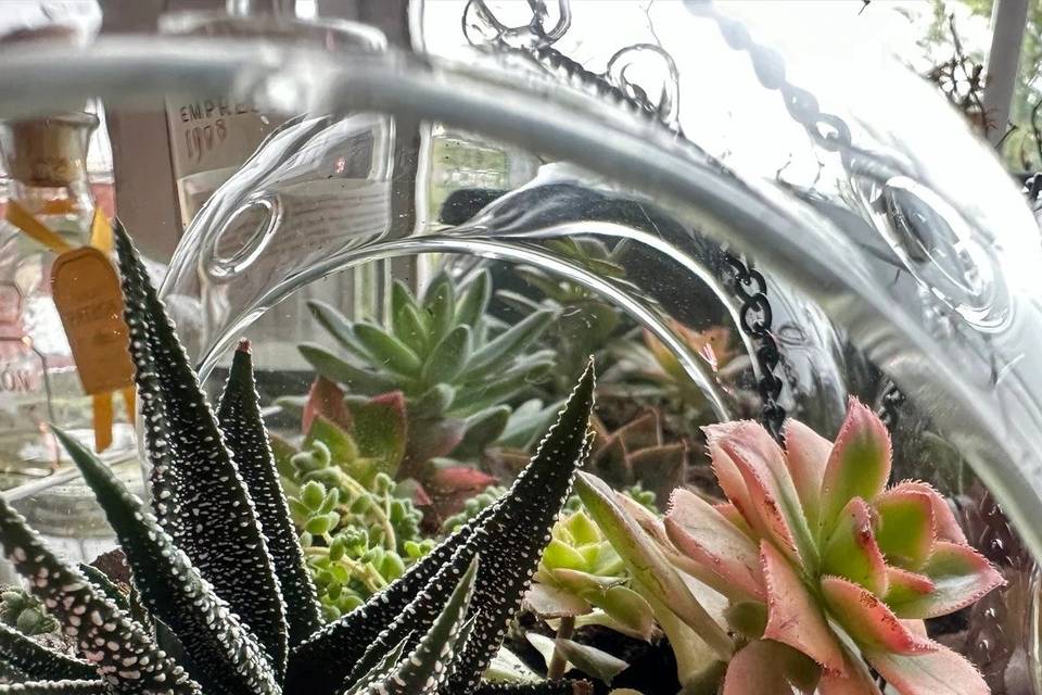 haworthia-globe