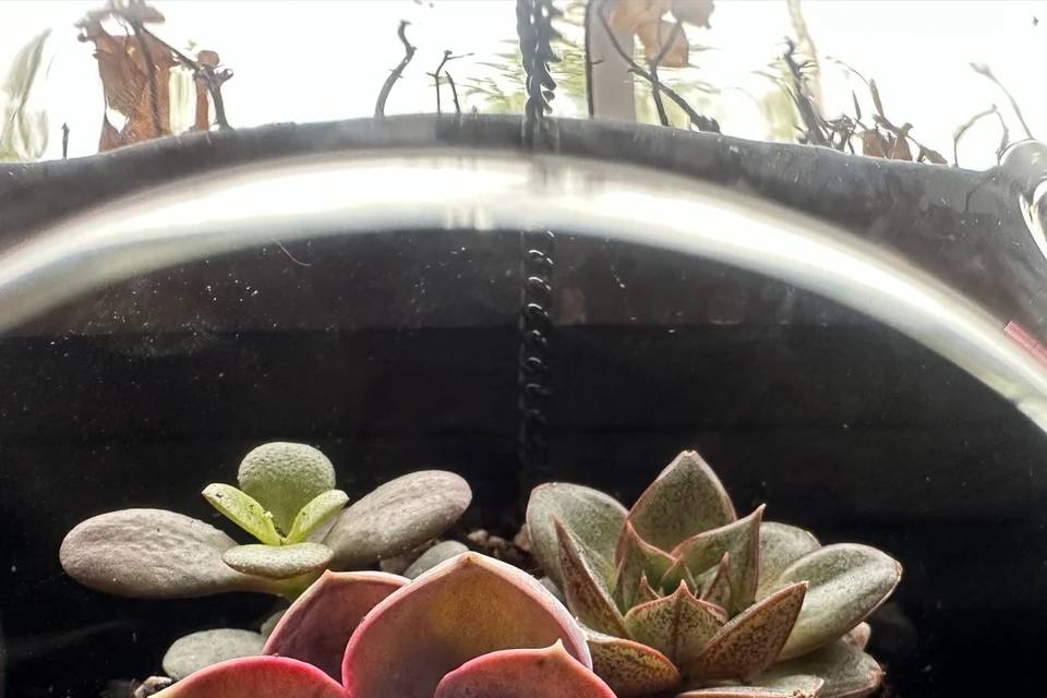 pink-succulent-globe