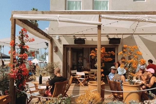 Fig Tree Venice