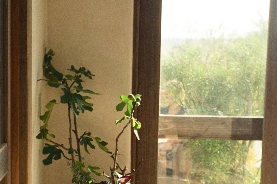 Fig Tree Venice