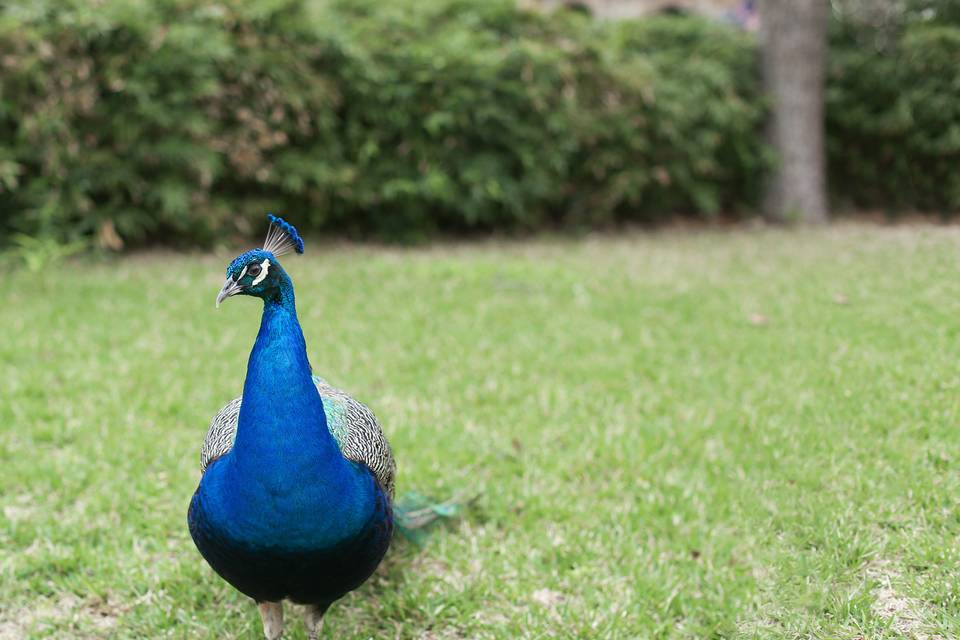 Peacock