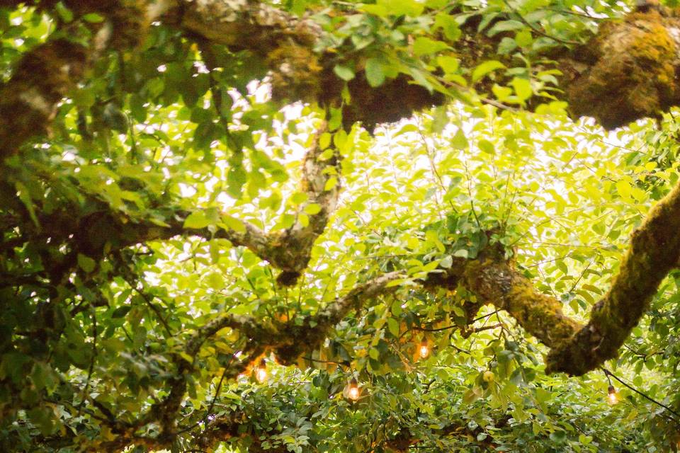 Kiss under the Apple Trees