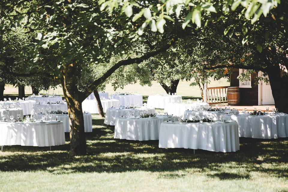 Dinner under the Trees