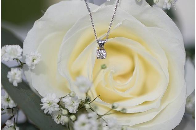 Beautiful white Rose