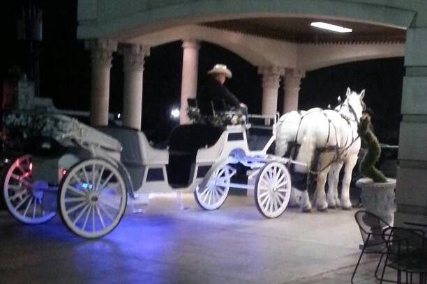 Horse Carriage for Wedding!