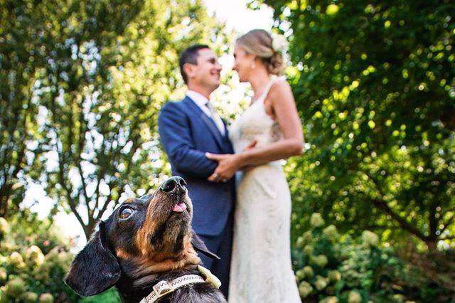 Couple's portrait with a four-legged friend