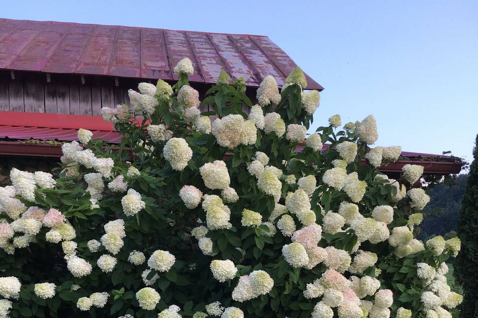 Hydrangeas blooming at the old hay barn