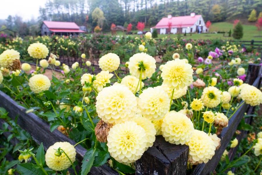 Dahlia Garden